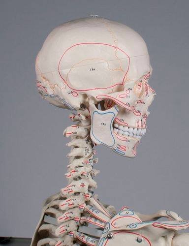 Natural casting of a human skeleton